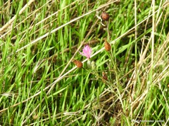 Mantisalca salmantica