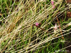 Mantisalca salmantica