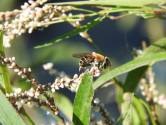 Palpada mexicana