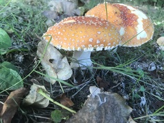 Amanita