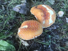 Amanita