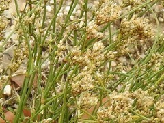 Ortegia hispanica