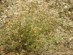 Ortegia hispanica
