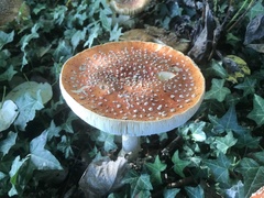 Amanita