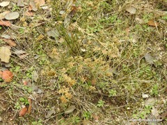 Ortegia hispanica
