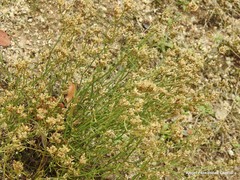 Ortegia hispanica