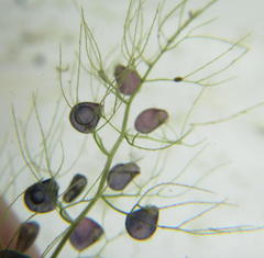 Utricularia stellaris