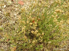 Ortegia hispanica