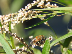 Palpada mexicana