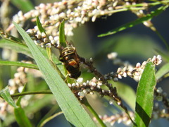 Palpada mexicana