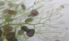 Utricularia stellaris