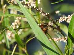 Palpada mexicana