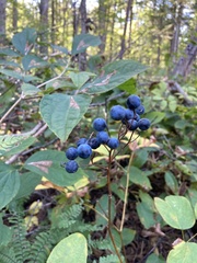 Caulophyllum robustum