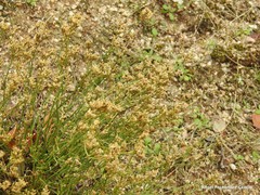 Ortegia hispanica