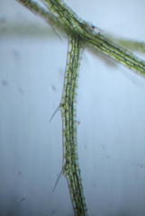 Utricularia stellaris