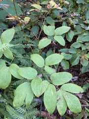 Caulophyllum robustum
