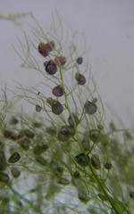 Utricularia stellaris