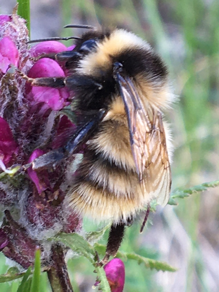Polar Bumble Bee (Bombus polaris) · iNaturalist