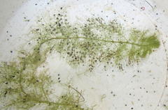 Utricularia stellaris