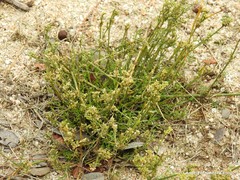 Ortegia hispanica
