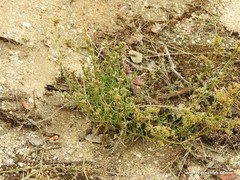 Ortegia hispanica
