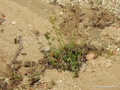Ortegia hispanica