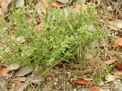 Ortegia hispanica