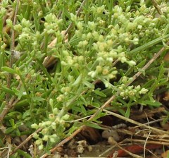 Ortegia hispanica