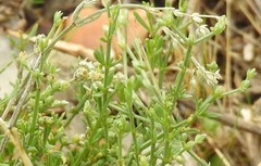 Ortegia hispanica