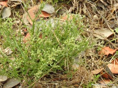 Ortegia hispanica