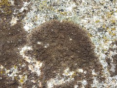 Xanthoparmelia pulla