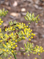 Camponotus semitestaceus