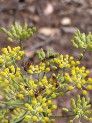 Camponotus semitestaceus