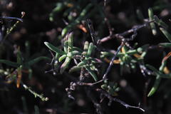 Mestoklema tuberosum