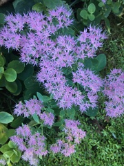 Hylotelephium spectabile