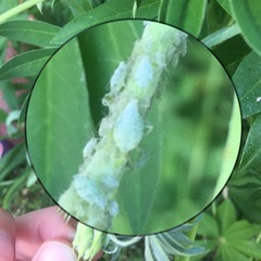 Macrosiphum albifrons