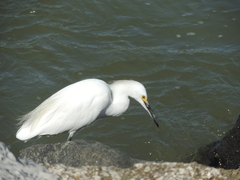 Egretta thula