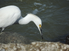 Egretta thula