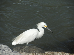 Egretta thula