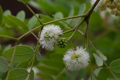 Enterolobium gummiferum
