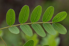 Enterolobium gummiferum