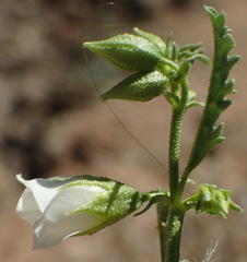 Hermannia leucantha