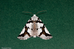 Declana egregia