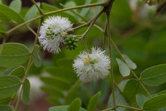 Enterolobium gummiferum