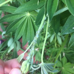 Macrosiphum albifrons