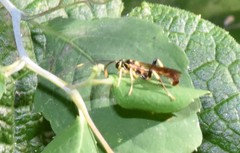 Cratichneumon paratus