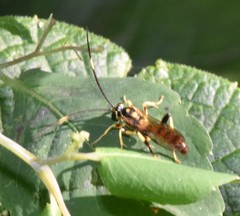 Cratichneumon paratus