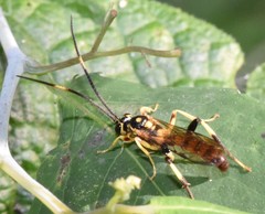 Cratichneumon paratus