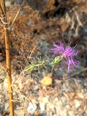 Centaurea vallesiaca