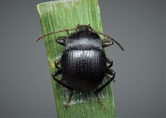 Accanthopus velikensis